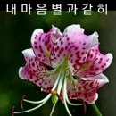 백년친구 Daum카페
