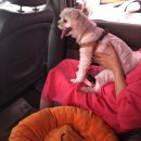 펫타고 | [부산 반려동물 택시] 부산 애견 동반여행 펫택시는 친철한 펫타고