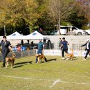 서울애견 이미지