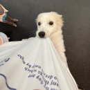 개캉스 살롱 이미지