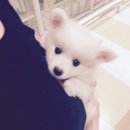 용산동물병원 이미지