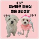 개인생활 | 일산 강아지 미용 원흥역 애견미용실 개인생활 내돈내산 후기