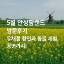 5월 안성팜랜드 방문후기 유채꽃 가득한 초원 위 전기자전거부터 도그쇼까지 완벽했던 하루