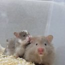 선셋 햄스터리 이미지