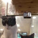 동물병원루니 이미지