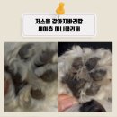 세이츄 | 저소음 강아지바리깡 세이츄 미니클리퍼로 안전하게 발바닥 털 정리하기
