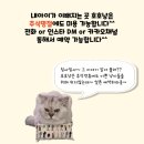 호호냥(Hohonyang) 이미지