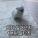 뽀시래기네