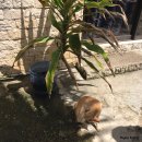 낭낭그루밍 이미지