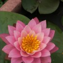 수련 Daum카페