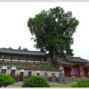 능주향교 은행나무 이미지