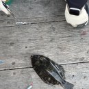 김밥을사랑한라면 | 바다를 사랑한 남자 노대도 좌대 후기 ( 26.5.17 )