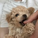 puppy dog 이미지