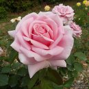 노적봉공원 이미지