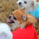 더 마을 핑크 이미지