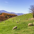 초원축산 이미지