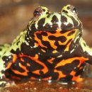 개구리반점 이미지