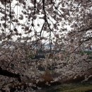 조천변 벚꽃길 이미지