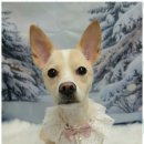 행복한 애견 미용 | 서울애견미용 우리 아이 행복한 미용 경험, 이쁜댕 방문 후기