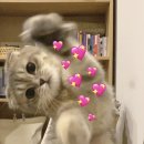 아리윤 이미지