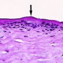 늘봄동물병원 이미지