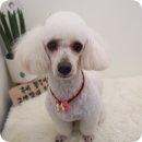 개들의 집 이미지