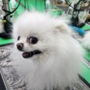 예쁜 애견 미용 이미지