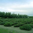 엘에이농장 이미지