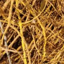 완도약산흑염소 이미지