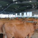 보령축산 이미지