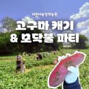 경기농장 | 경기 평택 어린이 체험농장 고구마 캐기 체험 &amp; 모닥불 파티 완벽 후기!