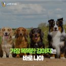(주)아이큐비타민 | 지능 높은 강아지 순위 10 - 아이큐가 가장 높은 품종은?