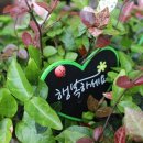 남양토담오리 이미지