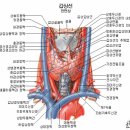 갑상선(thyroid gland, 甲狀腺) 원인과치료 이미지