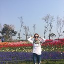태안 튤립축제~@ 이미지