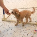 도그,위브 이미지