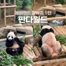 에버랜드 1탄 판다월드 바오패밀리 추석연휴 주말방문 후기