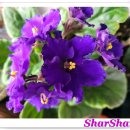 바이올렛 이미지