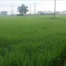 새누리농장 | 벼농사 후기관리.구평농장