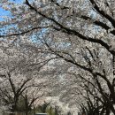 대청호코스 | 대청호 벚꽃길 실시간(2026.04.08)드라이브 코스 및 신상카페 방문 후기