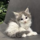 도레미캣 | 🌿천안노르웨이숲분양 건강하고 순한 아기냥 도레미캣대구점 인기묘 소개