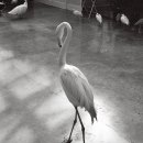 소리박물관앞 횡단보도 이미지