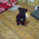 맥코이 켄넬 이미지