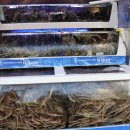 부천 대게나라 이미지