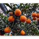 가온농장 | [공지] 2026년 구정맞이 레드향 &amp; 가온한라봉 선물예약및 주문