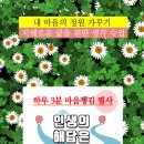자라다plant 네이버블로그