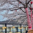 조종천 | 가평 가볼만한곳 청평 대교 근처 조종천 벚꽃 스팟 최근 이용 후기