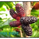 홍정푸드
