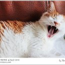 묘르신 이미지