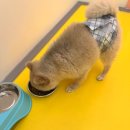 부천애견호텔 멍미텔 이미지